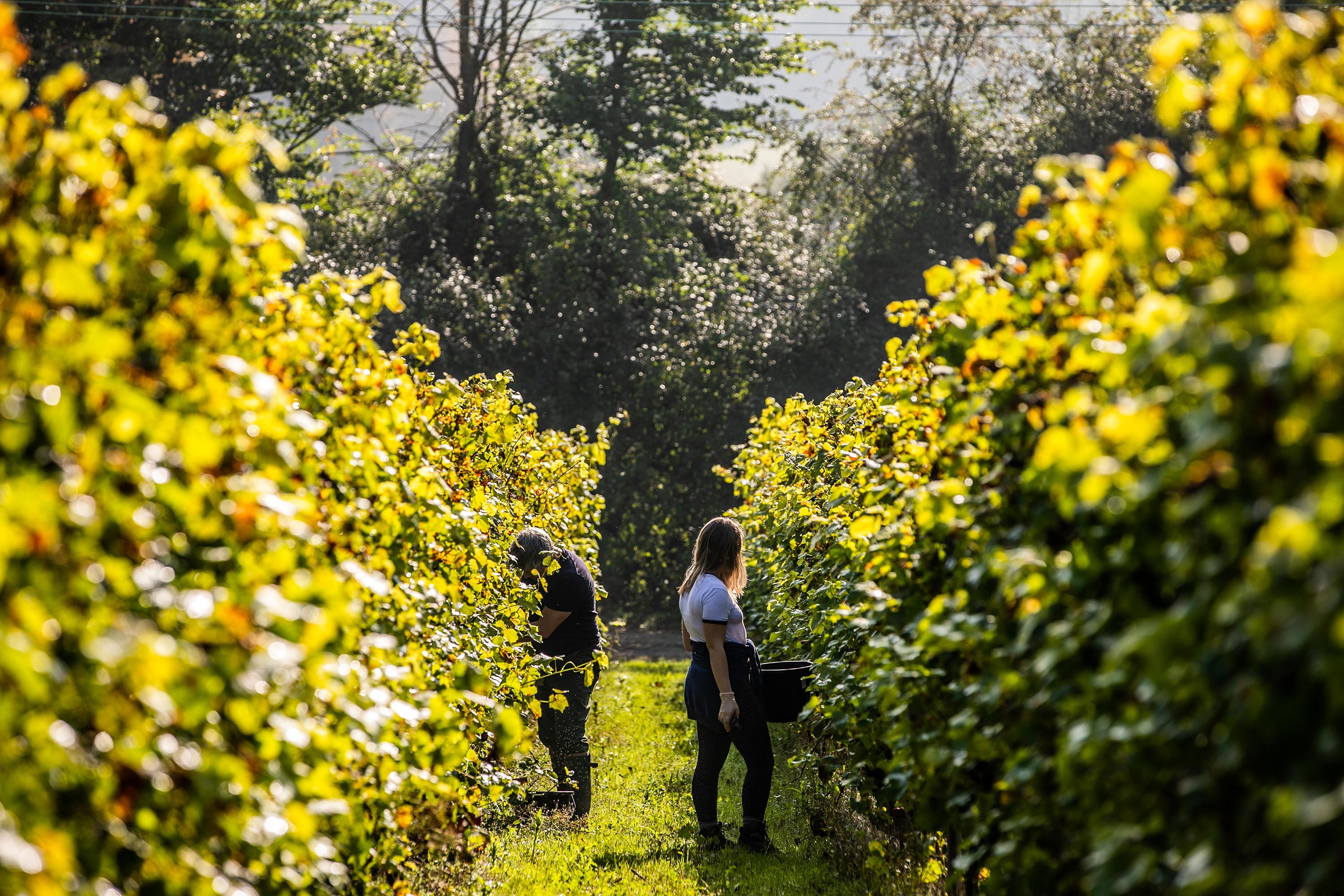 Why are English Wines so Expensive