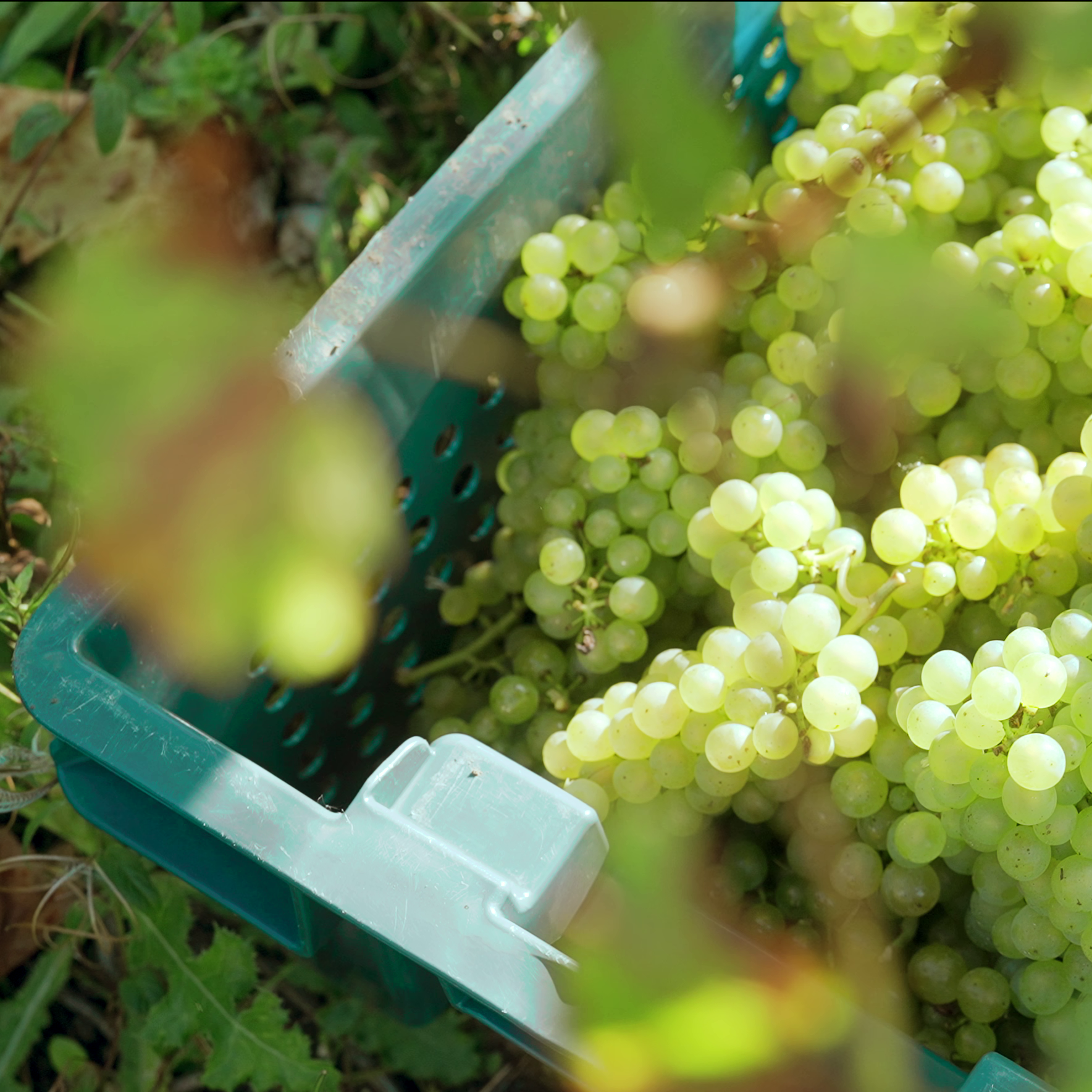 Harvest Tours & Experiences
