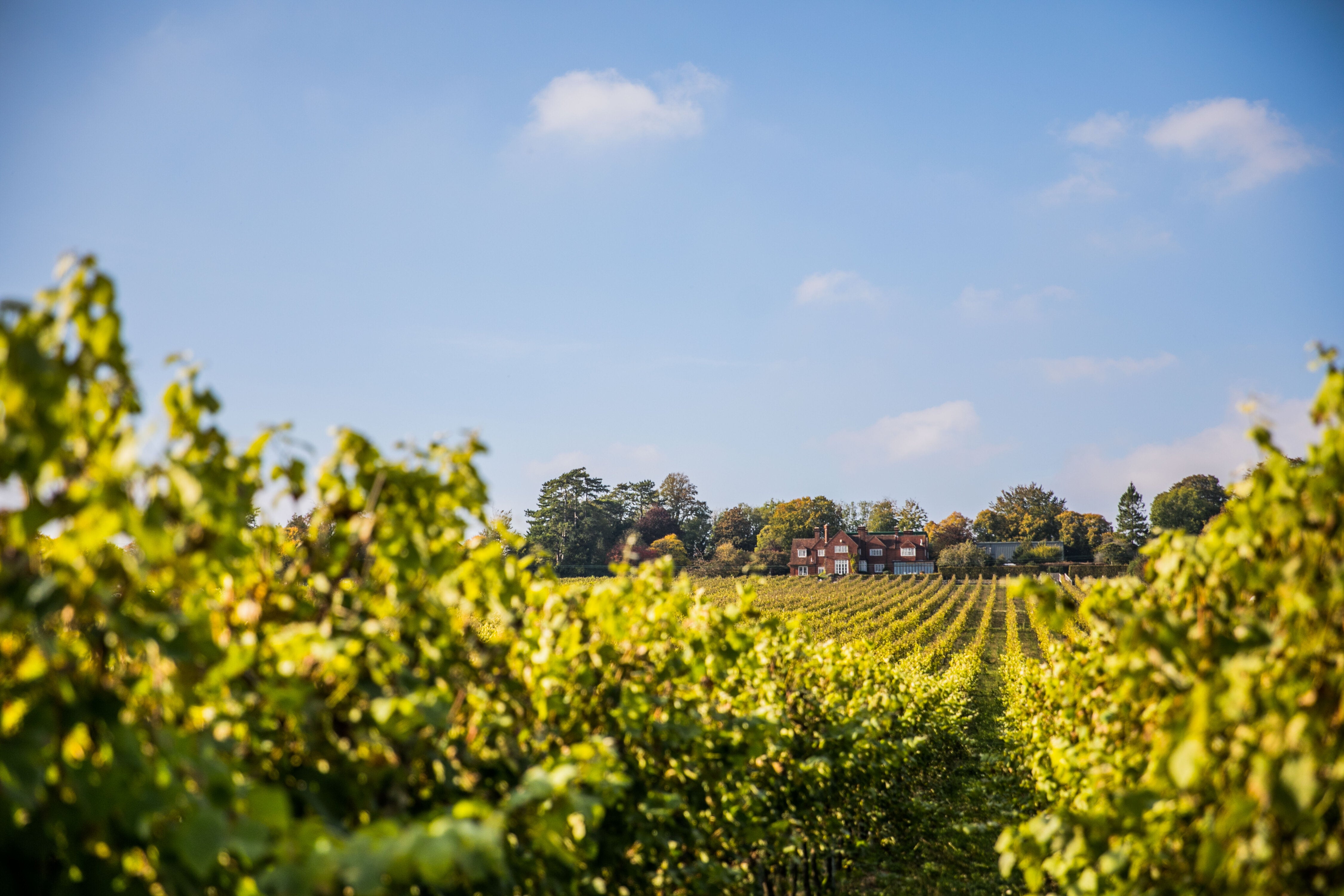 The Restaurant at Hambledon Wine Estate in Waterlooville
