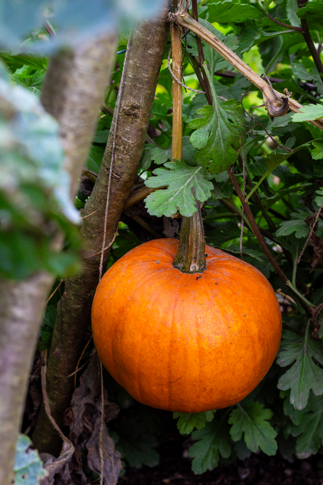 September & October in the Gardens