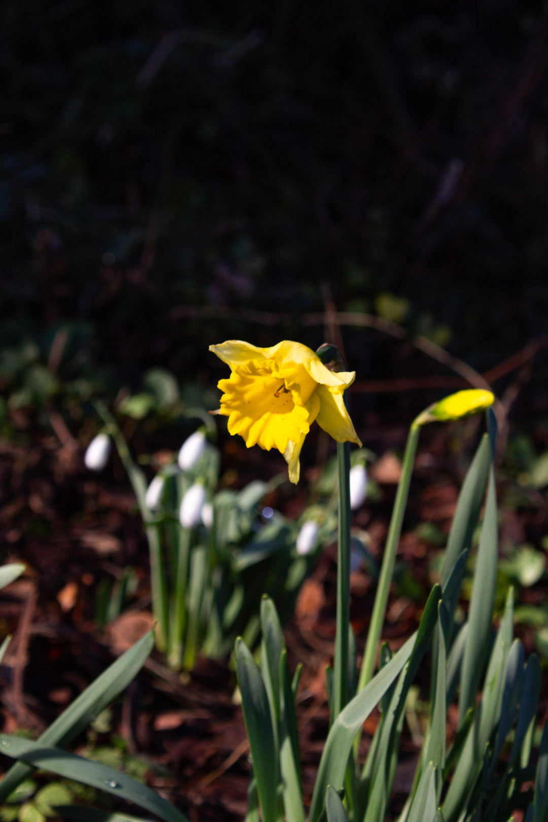 January & February in the Gardens