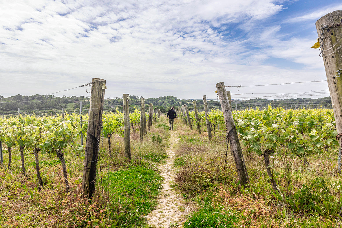 Hikes in Hambledon #1: A Lesson in Navigation