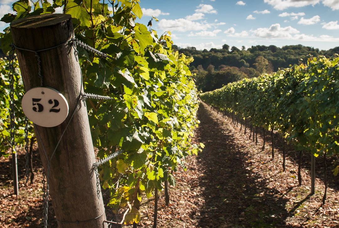 Staying safe while visiting Hambledon Vineyard – why your safety is our priority
