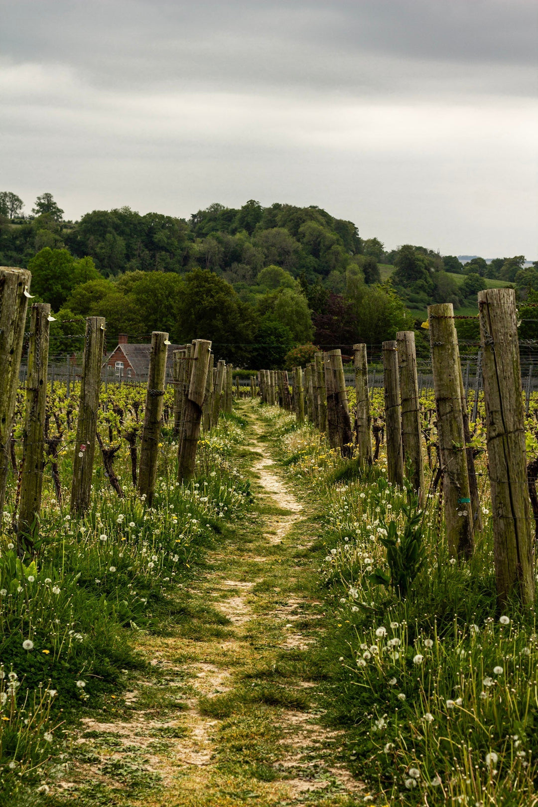 Hikes in Hambledon: The Vineyard & Village Loop