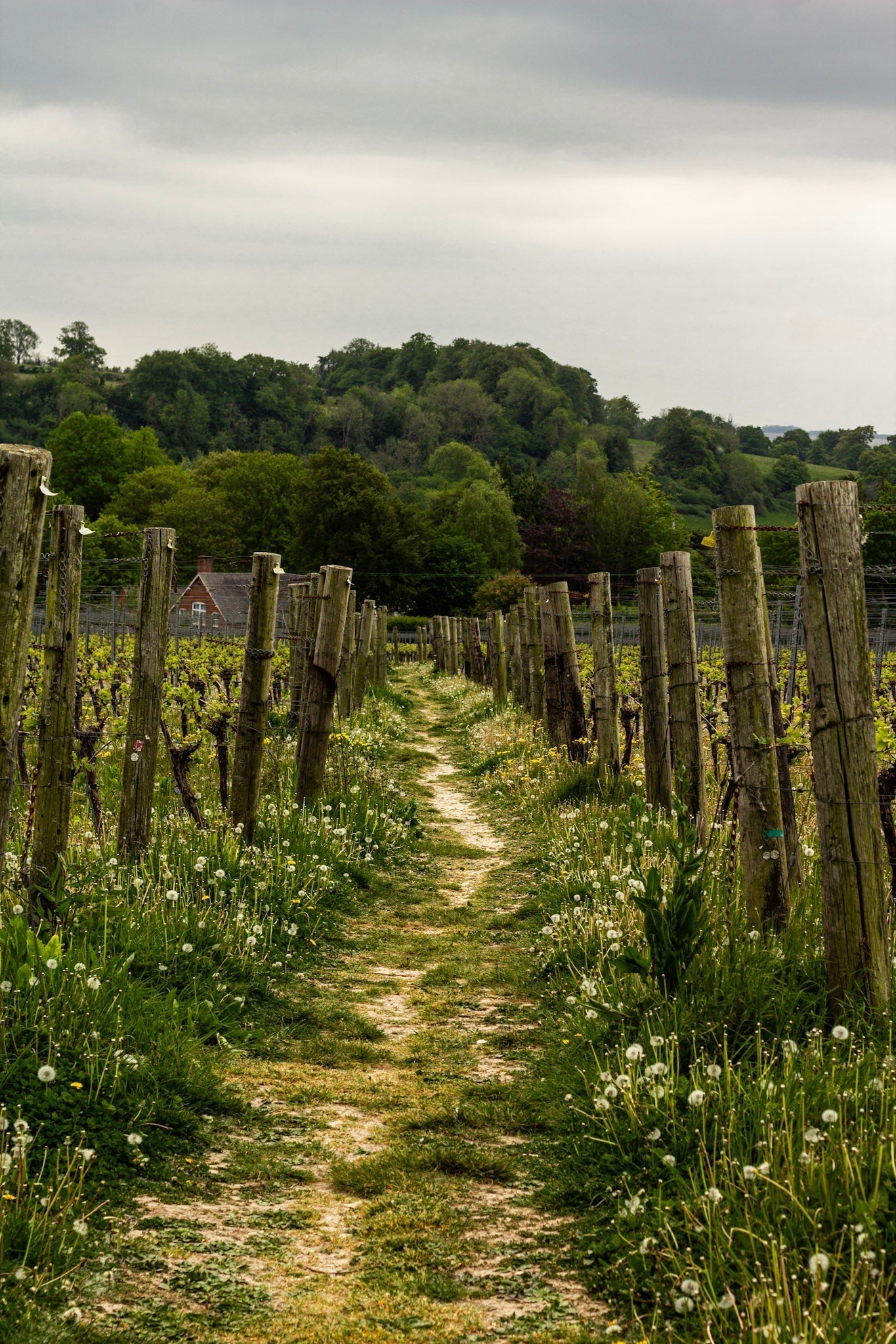Hikes in Hambledon: The Vineyard & Village Loop