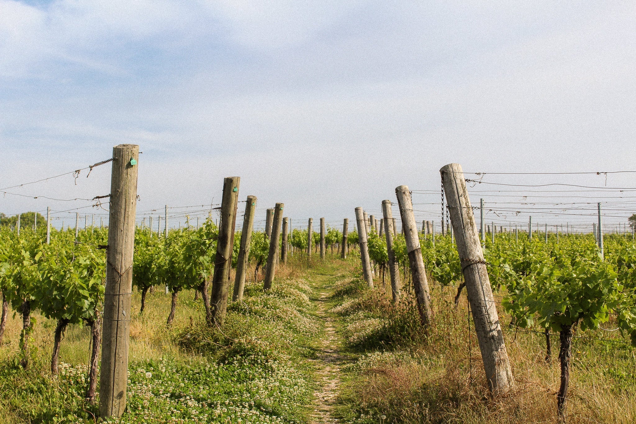 Hikes in Hambledon: English Wine Week