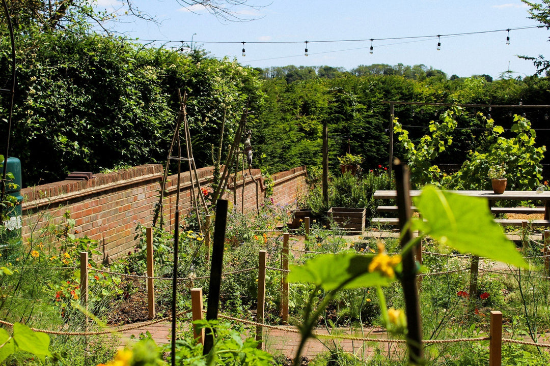 July in the Hambledon Wine Estate gardens