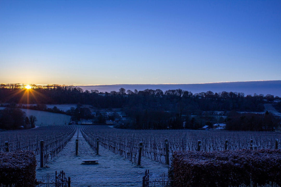 A Winter Sunday at Hambledon Wine Estate