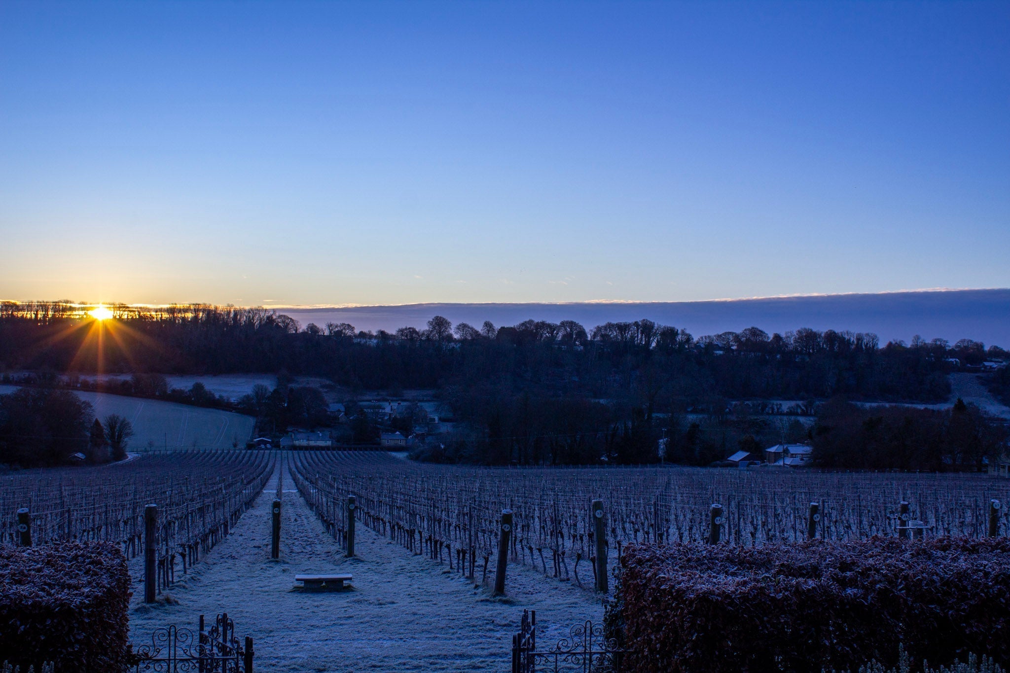 A Winter Sunday at Hambledon Wine Estate