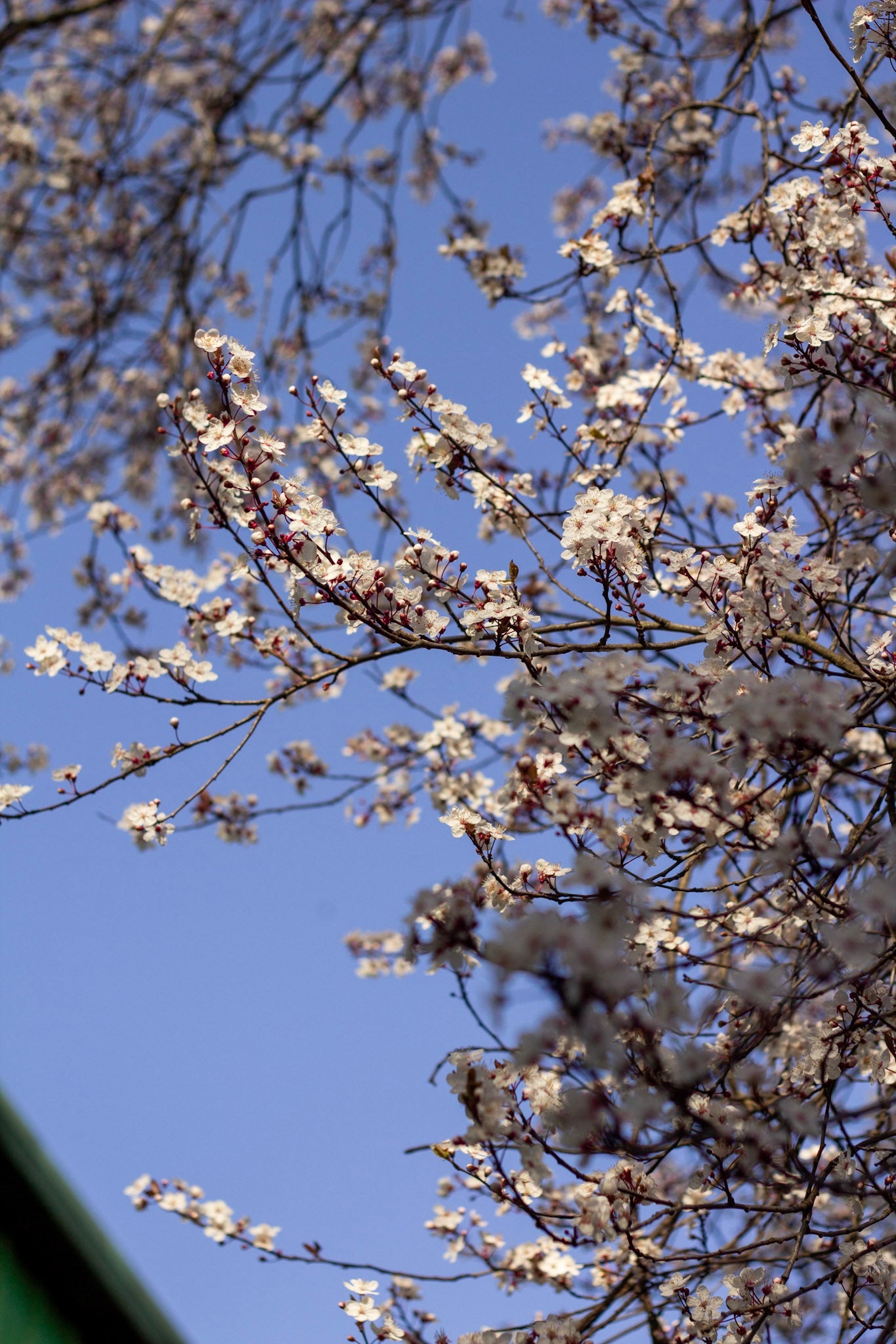 March & April in the Gardens