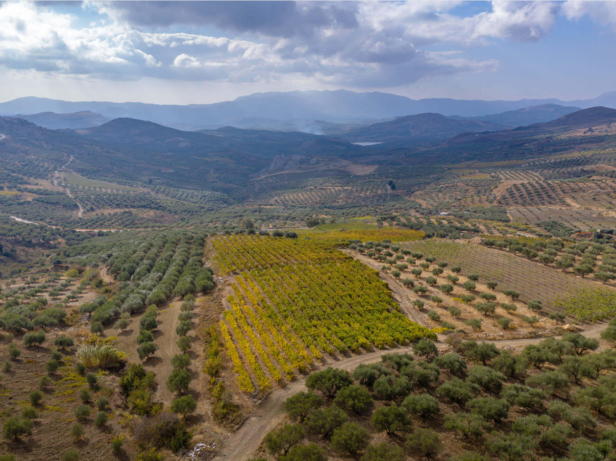 Introducing: Lyrarakis Wines at the Cellar Door Shop