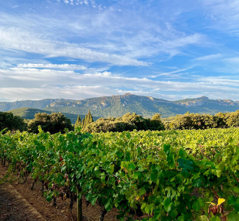 Introducing: Domaine Peter Sichel Wines at the Cellar Door Shop