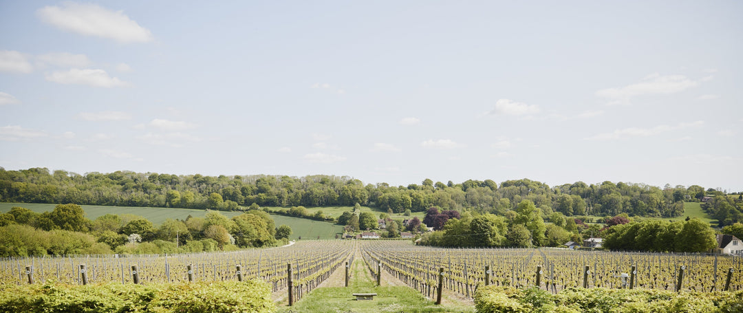 Hikes in Hambledon: 'The Digestif'
