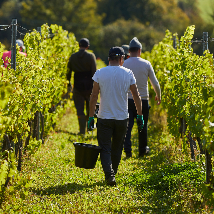 Harvest 2026 Tasting Experience