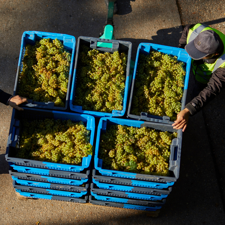 Harvest 2026 Tasting Experience
