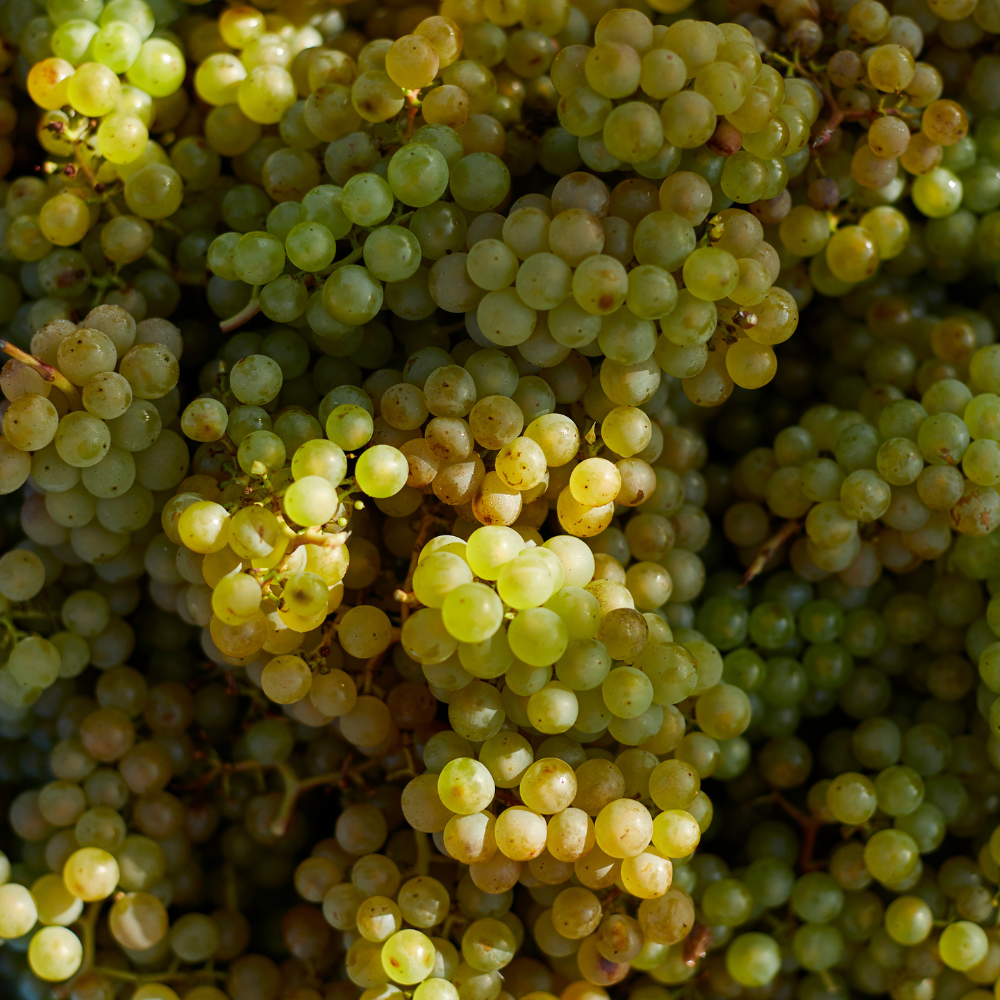 Harvest 2026 Tasting Experience