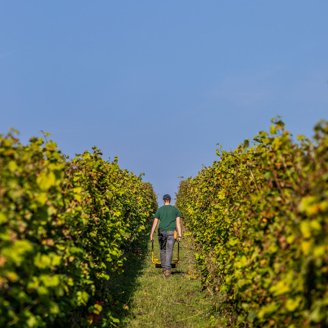 Harvest Grenadier Vineyard Safari Tour & Tasting